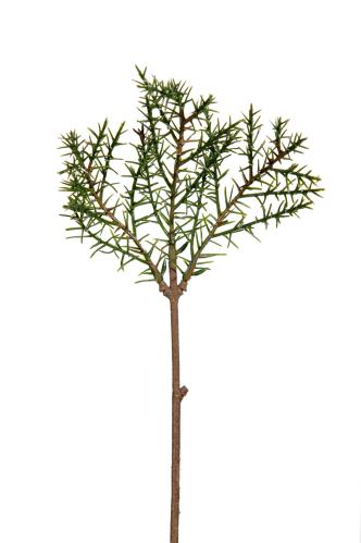 Barrkvist - Grønn - 30 cm - www.frokenfraken.se