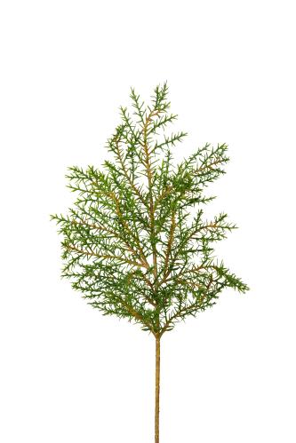 Barrkvist - Grønn - 50 cm - www.frokenfraken.se