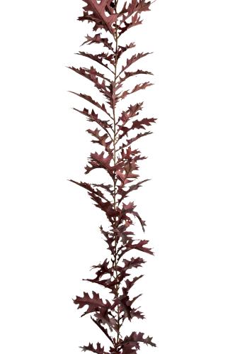 Girlang - Vinrød - 185 cm - www.frokenfraken.se