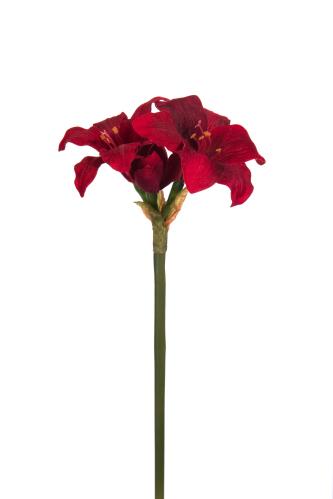 Amaryllis - Rød - 35 cm - www.frokenfraken.se