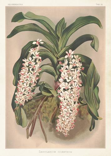 Plakat - Vintage - Reichenbachia - 50 x 70 cm - www.frokenfraken.se