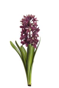 Hyacint - Lilla - 32 cm - www.frokenfraken.se
