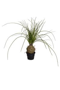 Flasklilje - Grønn - 45 cm - www.frokenfraken.se