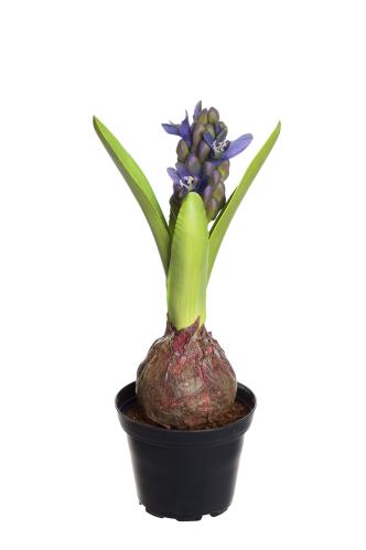 Hyacint - Blå - 22 cm - www.frokenfraken.se