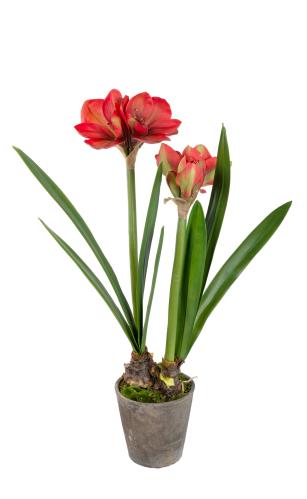 Amaryllis - Rød - 90 cm - www.frokenfraken.se