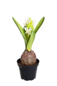 Hyacint - Hvit - 22 cm - www.frokenfraken.se