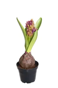 Hyacint - Lilla - 22 cm - www.frokenfraken.se