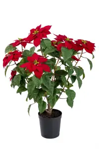 Julstjerne - Rød - 70 cm - www.frokenfraken.se