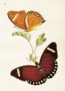 Plakat – Sommerfugl – 50 x 70 cm - www.frokenfraken.se