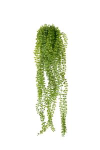 Dischidia - Grønn - 70 cm - www.frokenfraken.se