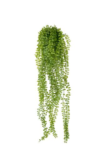Dischidia - Grønn - 70 cm - www.frokenfraken.se