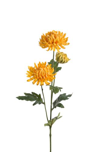 Krysantemum - Gul - 60 cm - www.frokenfraken.se