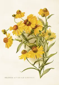 Plakat – Solsikke – 35 x 50 cm - www.frokenfraken.se