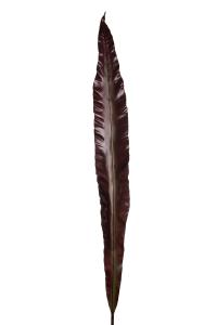 Blad - Röd - 120 cm - www.frokenfraken.se