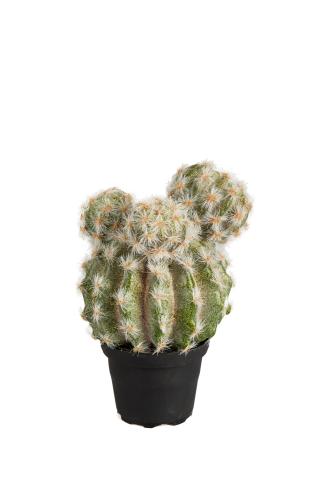 Kaktus - Grønn - 20 cm - www.frokenfraken.se