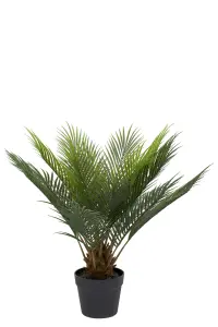 Cycas - Grønn - 60 cm - www.frokenfraken.se