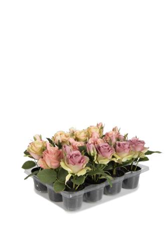 Ros - Gammelrosa/lilla/aprikos - 15 cm - www.frokenfraken.se