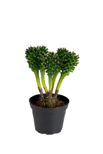 Kaktus - Grønn - 16 cm - www.frokenfraken.se