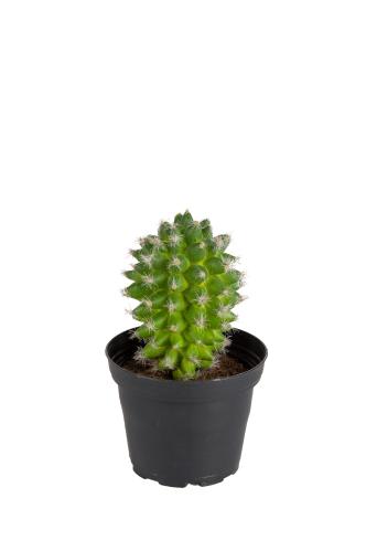 Kaktus - Grønn - 13 cm - www.frokenfraken.se