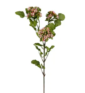 Calandiva - Rosa - 65 cm - www.frokenfraken.se