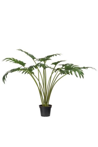 Philodendron - Grønn - 65 cm - www.frokenfraken.se