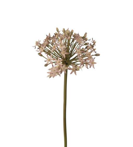 Allium - Lilla - 50 cm - www.frokenfraken.se