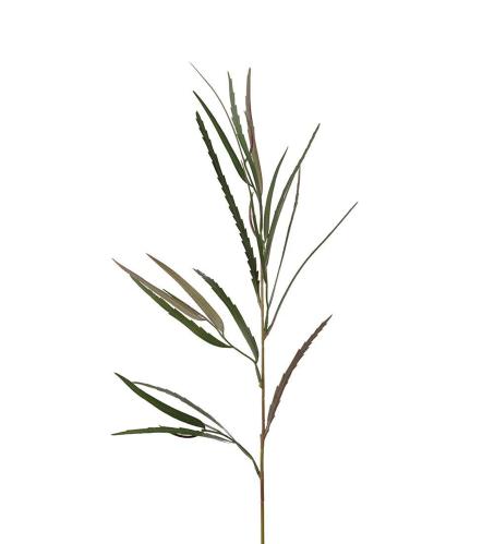 Grevillea - Grønn - 80 cm - www.frokenfraken.se