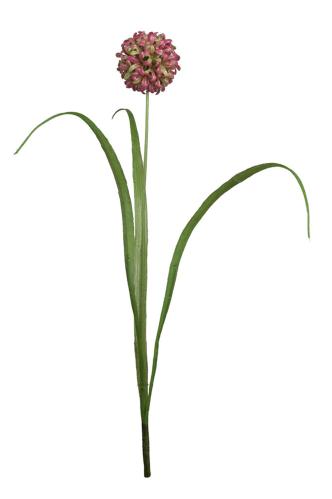 Allium - Lilla - 40 cm - www.frokenfraken.se