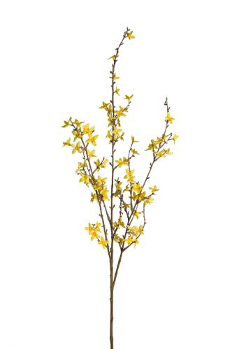 Forsythia - Gul - 120 cm - www.frokenfraken.se