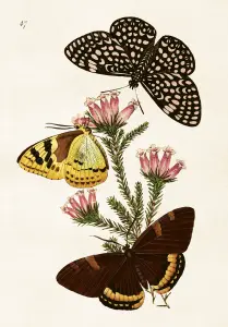 Plakat - Sommerfugler - 70 x 100 cm - www.frokenfraken.se