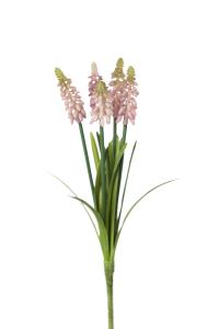 Perlehyacint - Rosa - 30 cm - www.frokenfraken.se