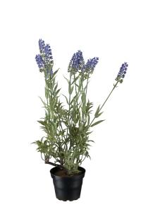 Lavendel - Lilla - 45 cm - www.frokenfraken.se