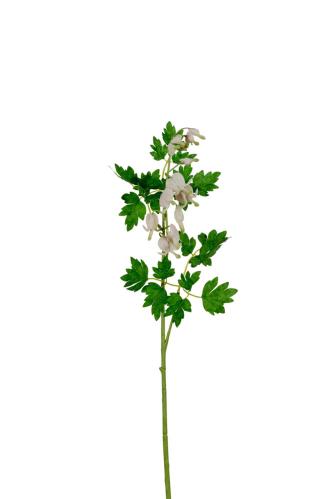Löjtnantshjärta - Vit - 60 cm - www.frokenfraken.se