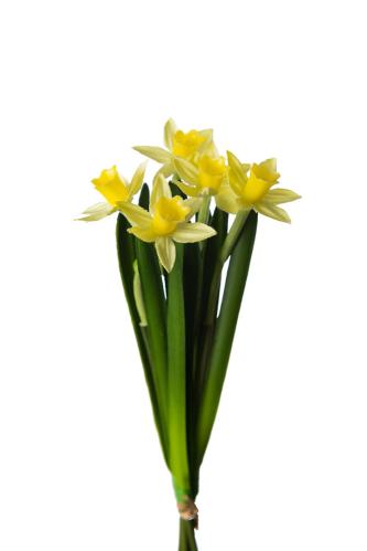 XXX_XXX_Påskelilje bunt - Gul - 20 cm - www.frokenfraken.se