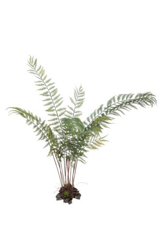 Ormbunke - Grønn - 80 cm - www.frokenfraken.se