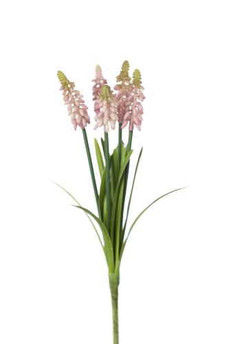 Perlehyacint - Rosa - 30 cm - www.frokenfraken.se