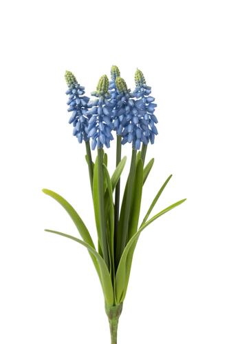 Pærlhyacint - Blå - 30 cm - www.frokenfraken.se