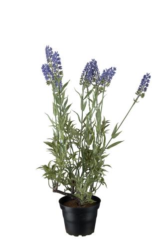 Lavendel - Lilla - 45 cm - www.frokenfraken.se