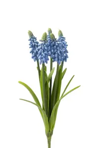 Pærlhyacint - Blå - 30 cm - www.frokenfraken.se