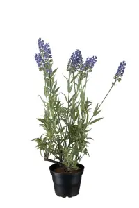Lavendel - Lilla - 45 cm - www.frokenfraken.se