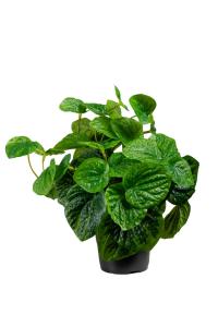 Peperomia - Grønn - 25 cm - www.frokenfraken.se