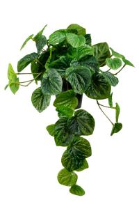 Peperomia - Grønn - 25 cm - www.frokenfraken.se