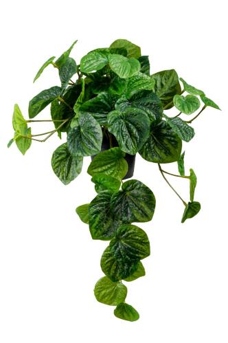 Peperomia - Grønn - 25 cm - www.frokenfraken.se