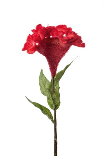 Celosia - Rød - 75 cm - www.frokenfraken.se