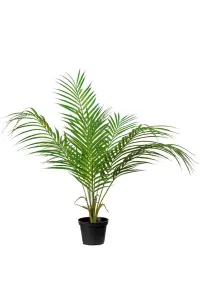 Bergspalm - Grønn - 55 cm - www.frokenfraken.se