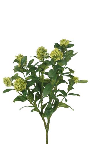 Skimmia - Grønn - 70 cm - www.frokenfraken.se