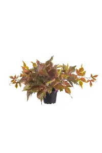 Villvin - Grønn - 35 cm - www.frokenfraken.se