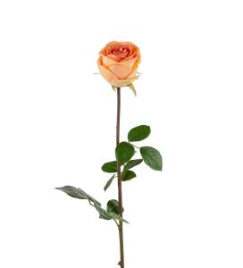 Rose Aprikos - Aprikos - 75 cm - www.frokenfraken.se