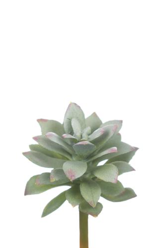 Echeveria - Grønn - 6 cm - www.frokenfraken.se