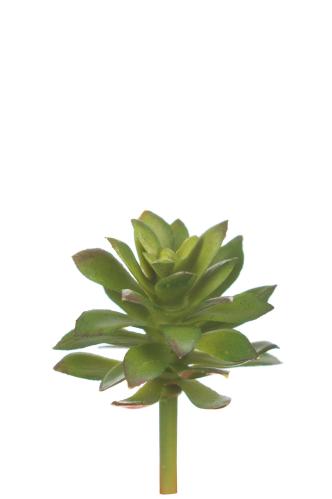 Echeveria - Grønn - 6 cm - www.frokenfraken.se